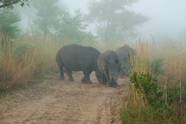 Rhinos at dawn